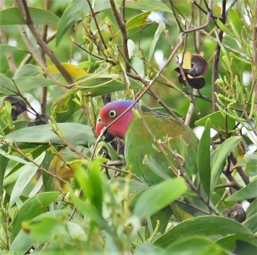 Red-cheeked Parrot - ML167144031