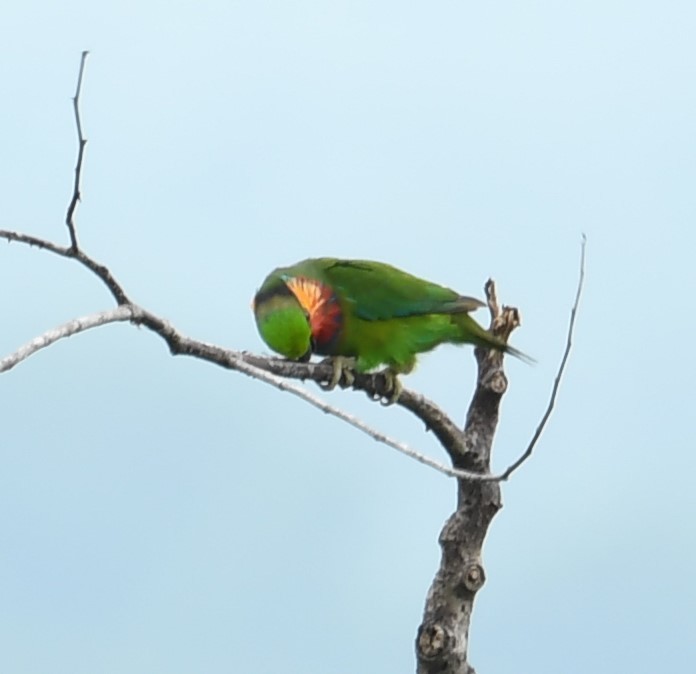 アカノドミミカザリインコ - ML167144311