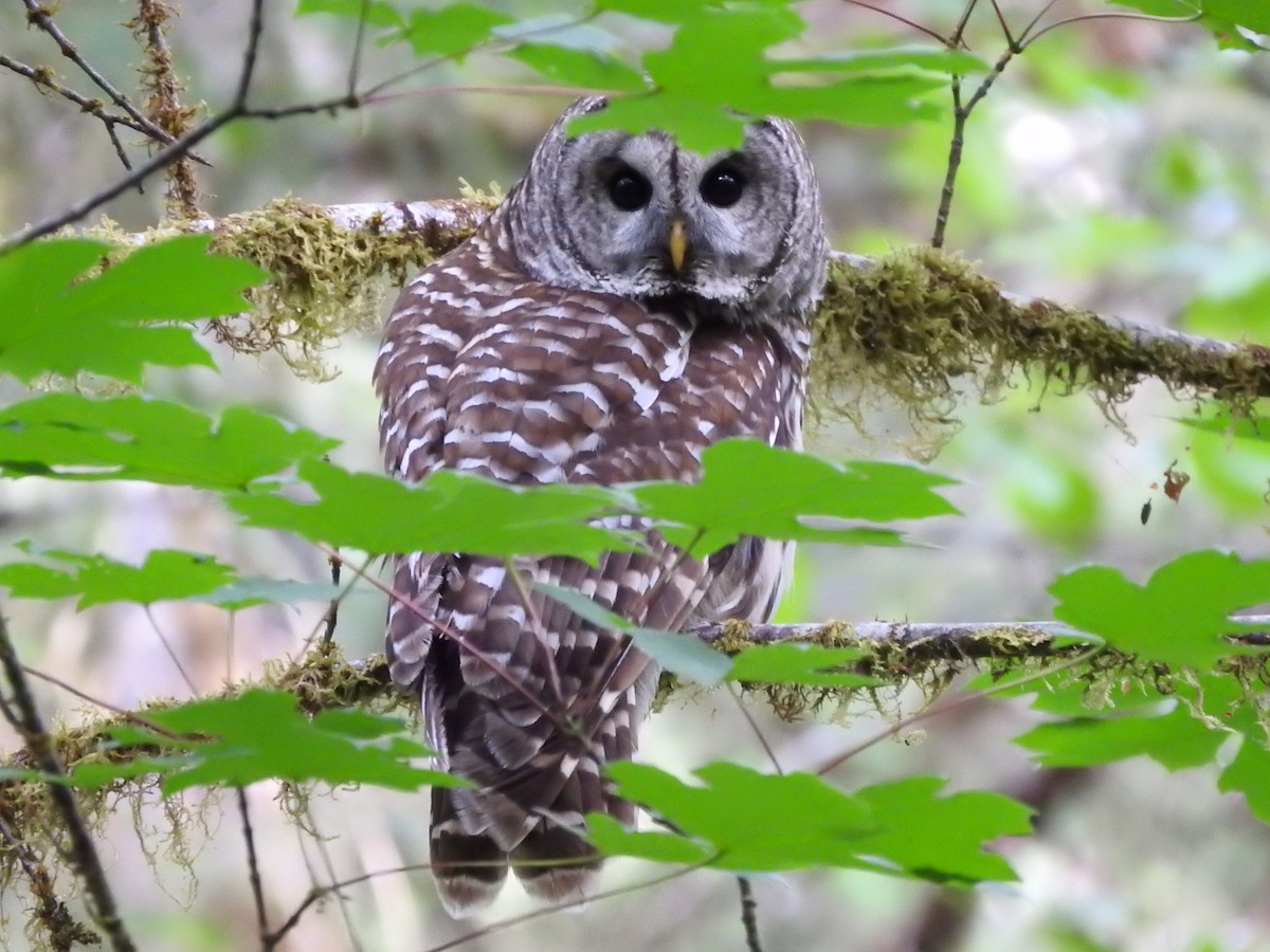 Barred Owl - ML167144521