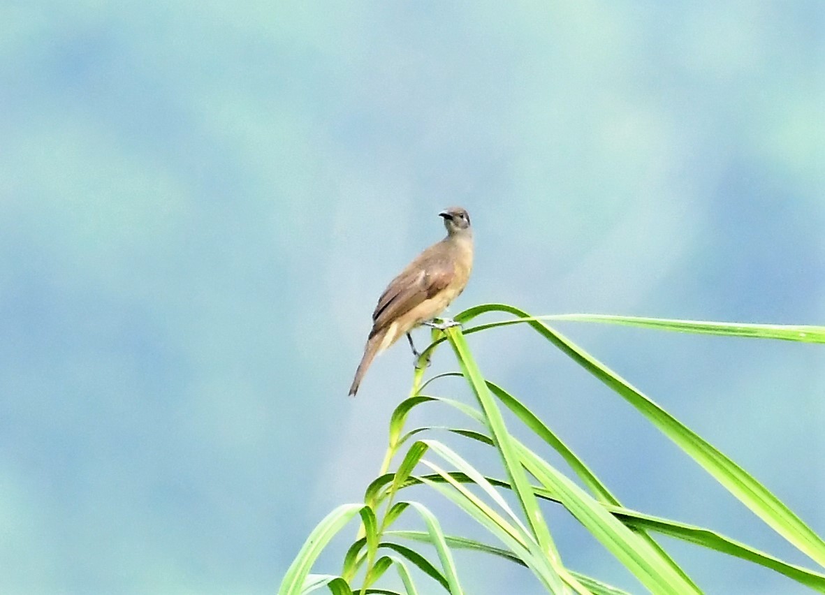 Streak-headed Honeyeater - ML167144621