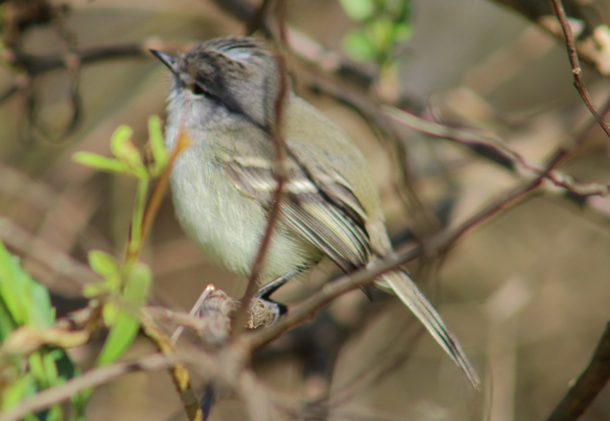 Straneck's Tyrannulet - ML167147511