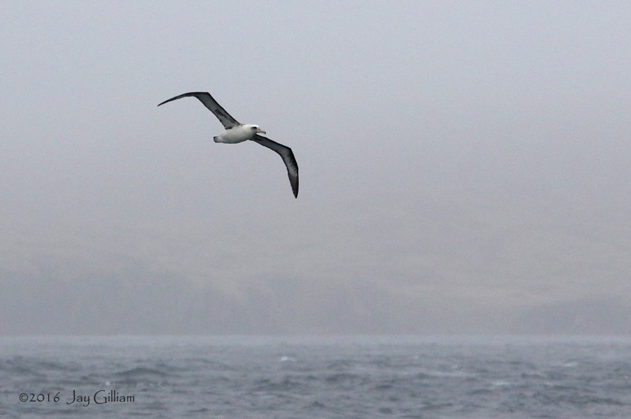 albatros laysanský - ML167147881