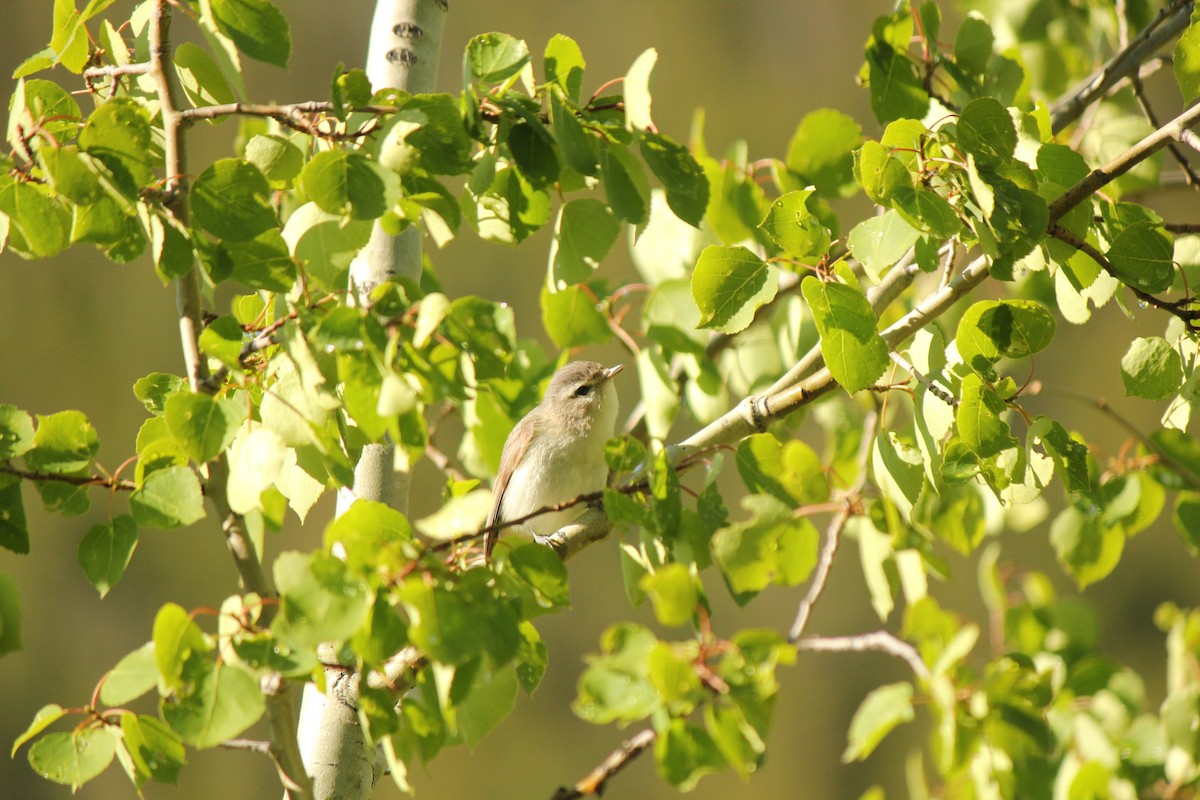 Western Warbling Vireo - ML167148251