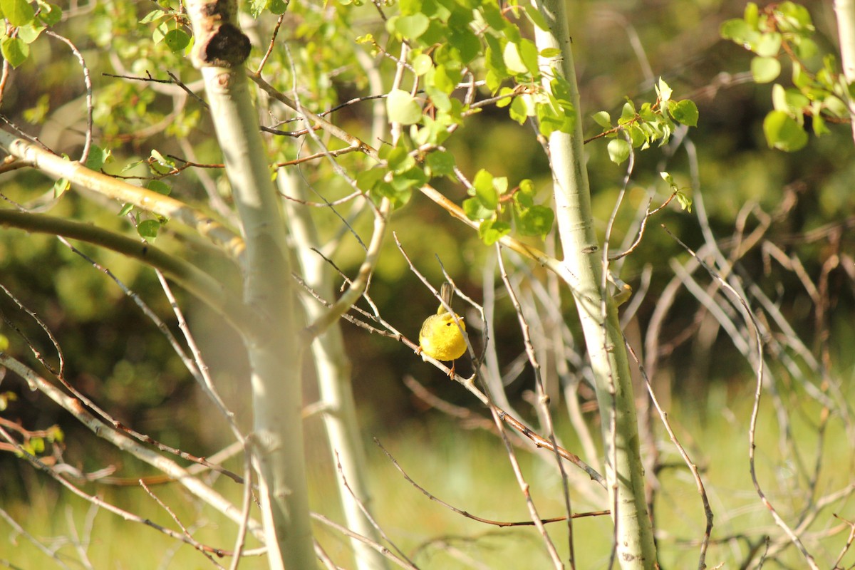 kalottparula - ML167148291