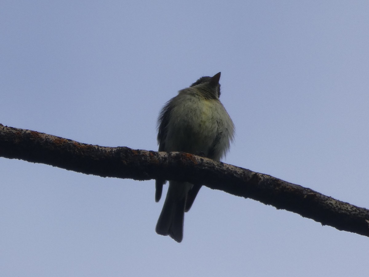 Western Flycatcher (Cordilleran) - ML167153541