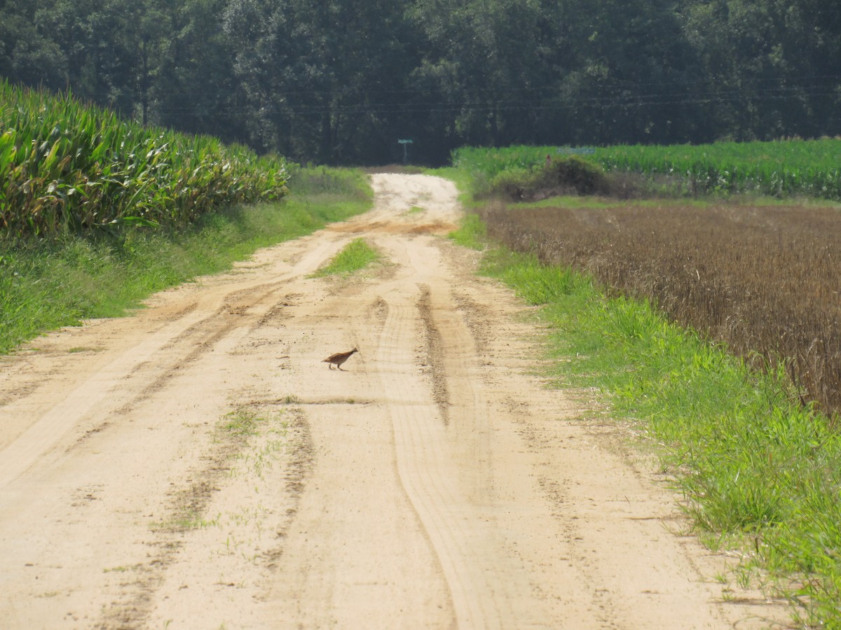 Northern Bobwhite - ML167153631