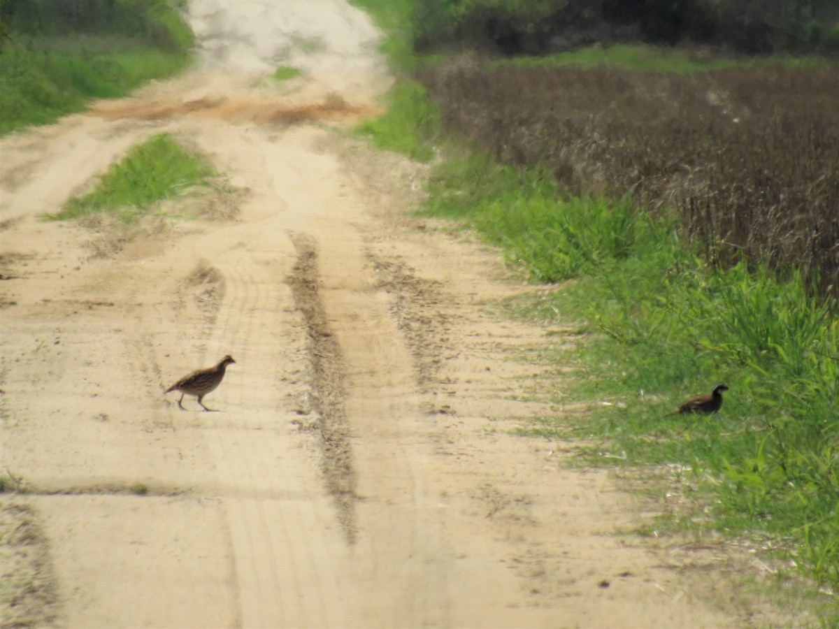 Northern Bobwhite - ML167153681