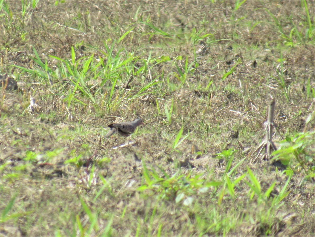 Common Ground Dove - ML167153721