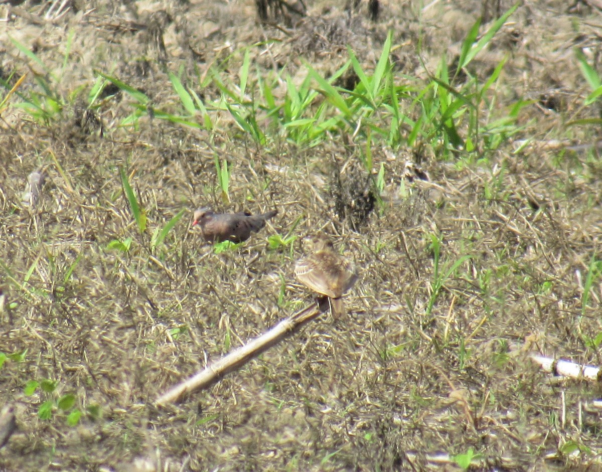 Common Ground Dove - ML167153731