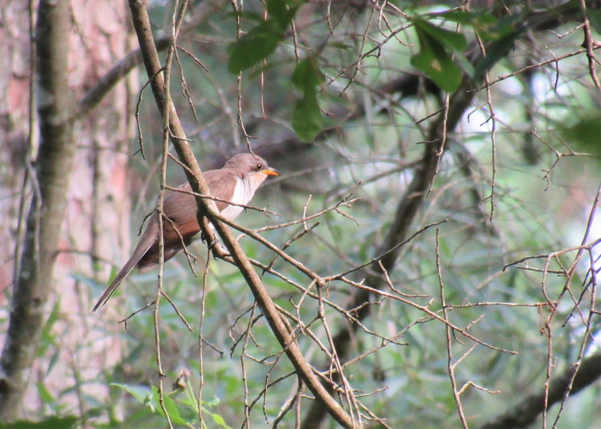 Yellow-billed Cuckoo - ML167153751