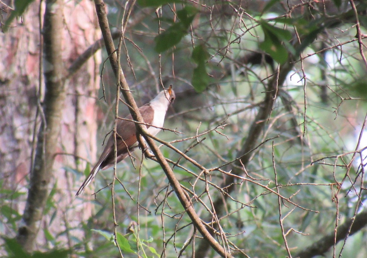 Yellow-billed Cuckoo - ML167153771