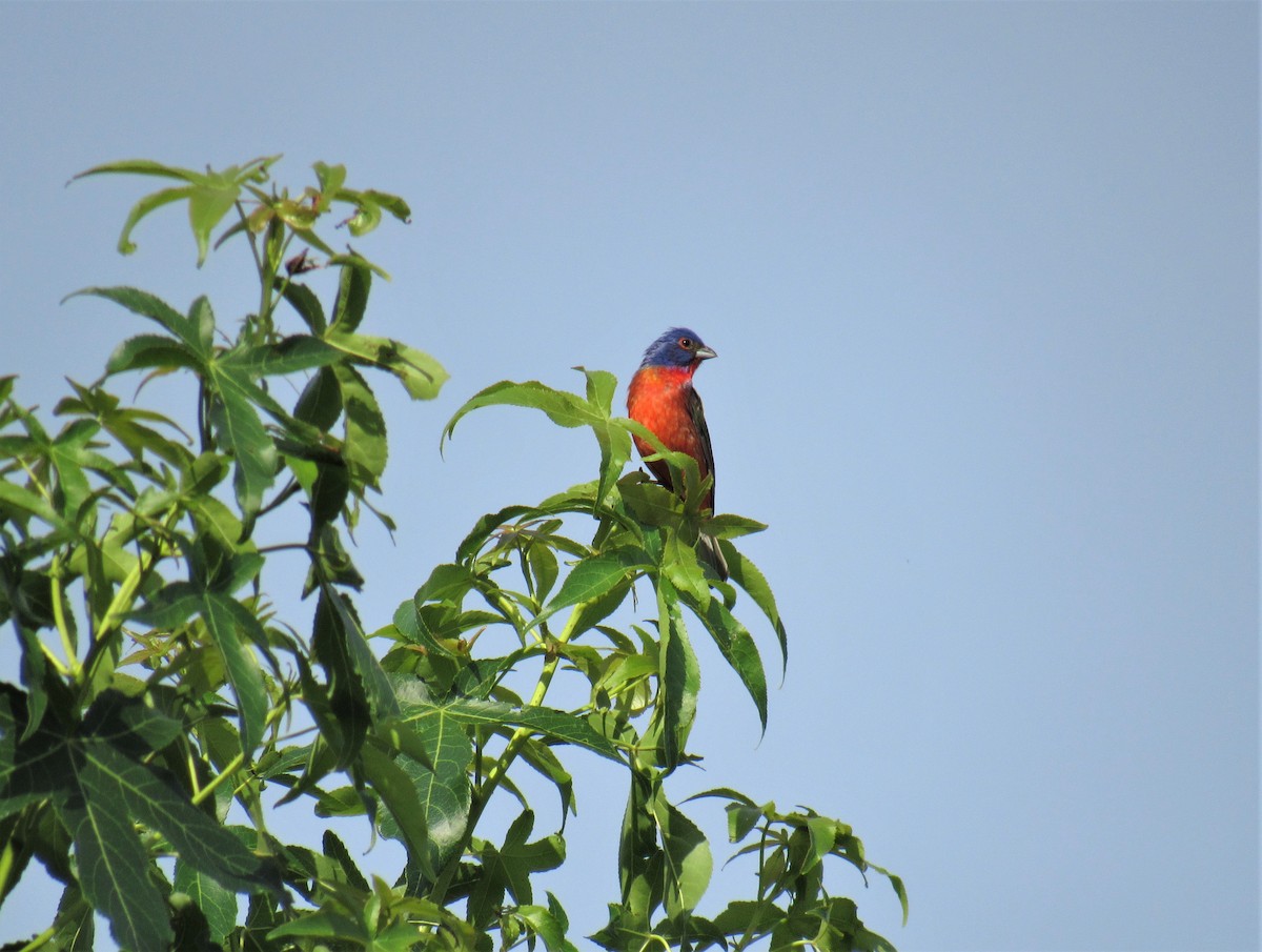 Painted Bunting - ML167153851