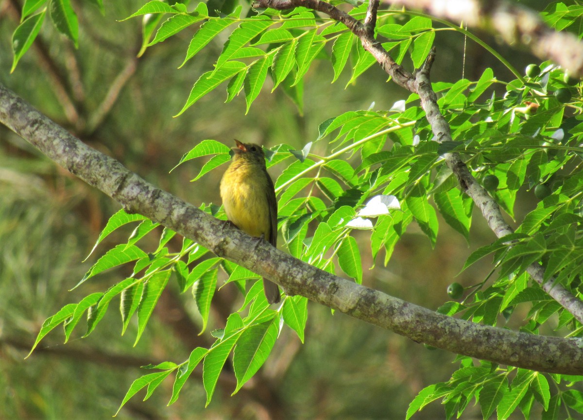 Painted Bunting - ML167153861