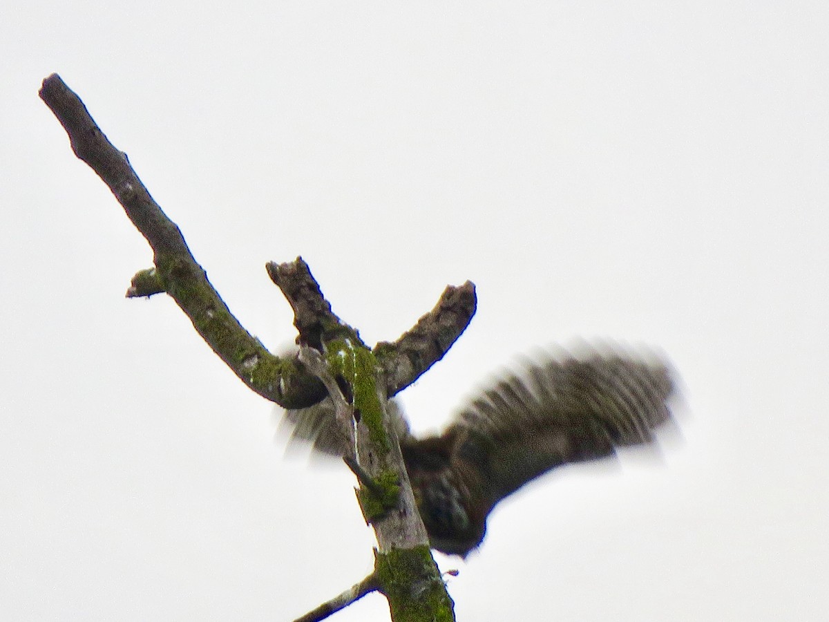 Austral Pygmy-Owl - ML167155591