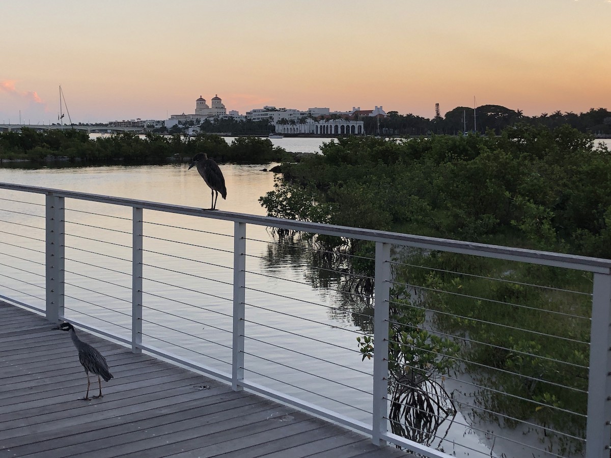 Yellow-crowned Night Heron - ML167155991