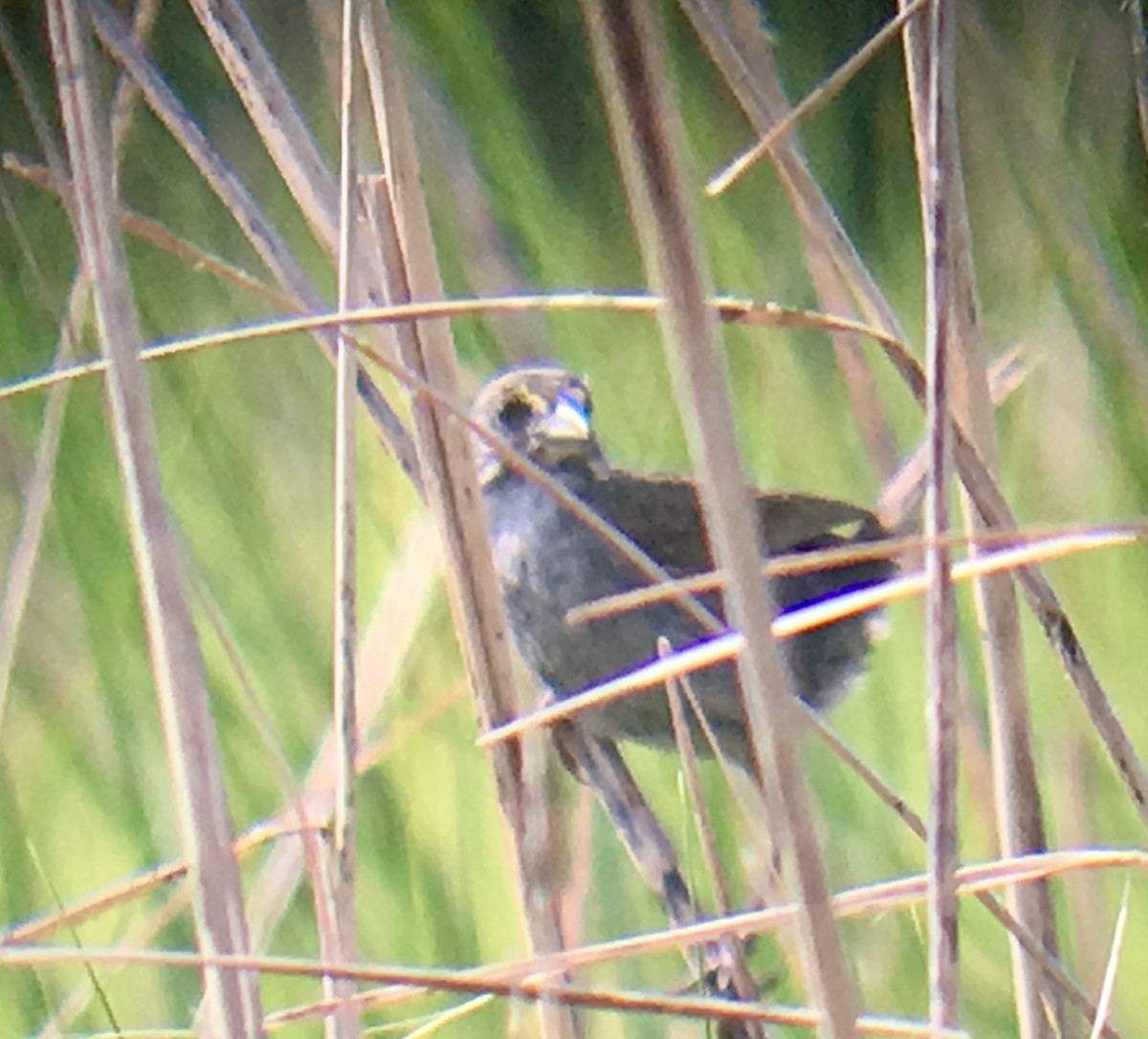 Seaside Sparrow - ML167157541