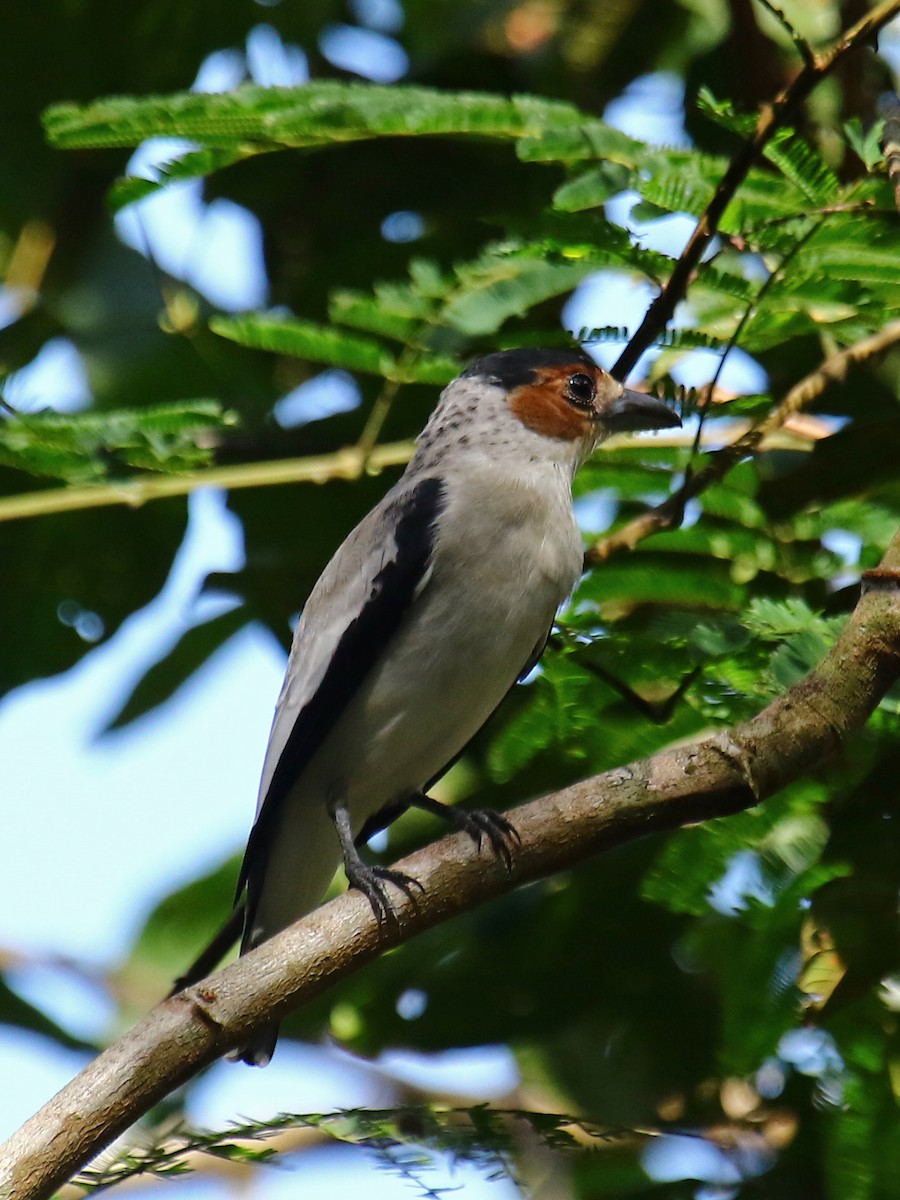 Black-crowned Tityra - ML167158091