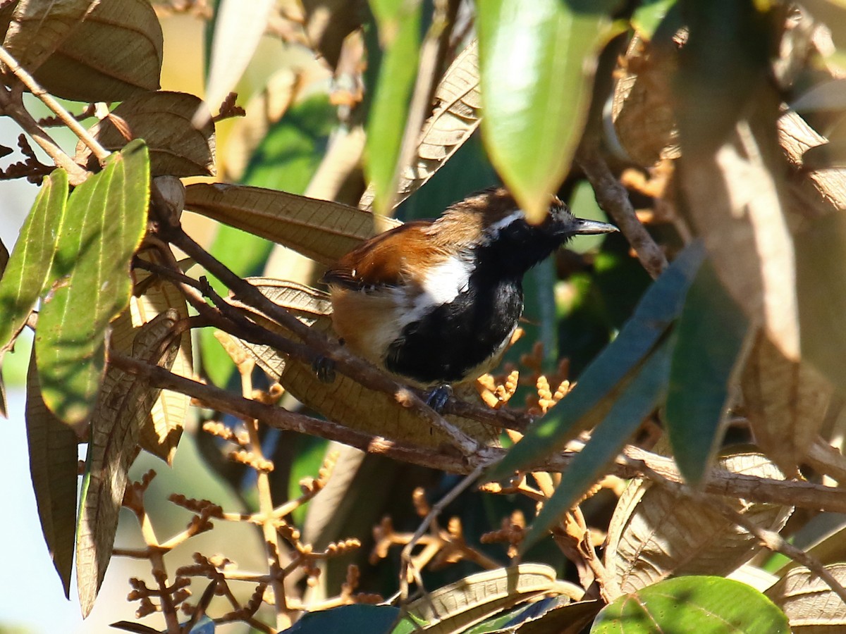 Rusty-backed Antwren - Carmen Lúcia Bays Figueiredo