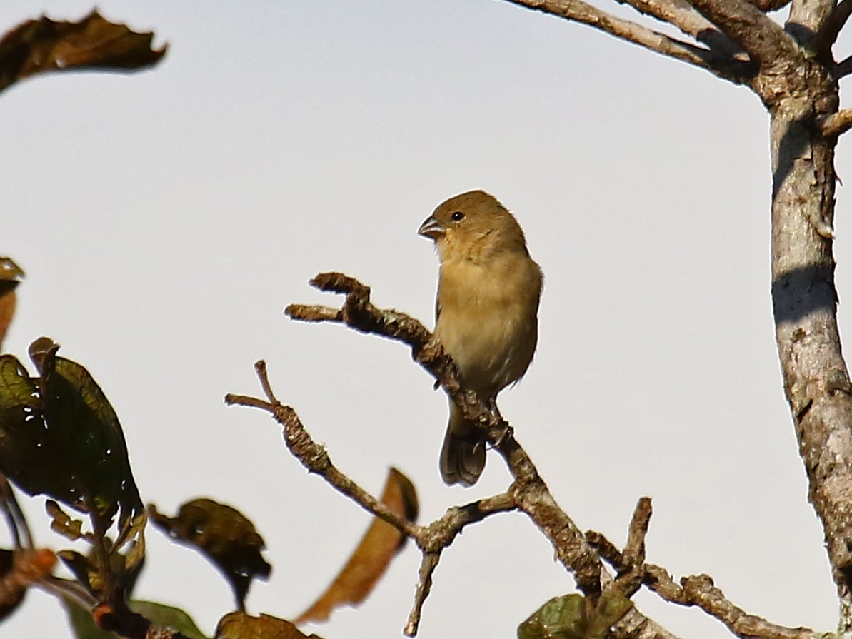 Plumbeous Seedeater - ML167158421