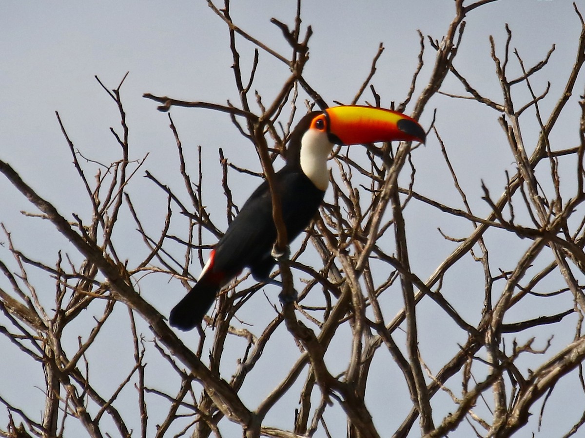 Toucan toco - ML167158531