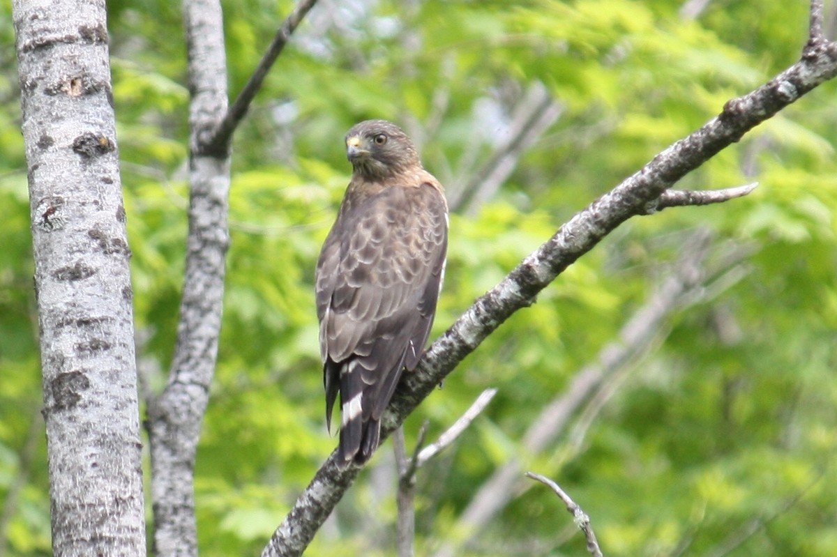 Broad-winged Hawk - Nancy Fitzpatrick