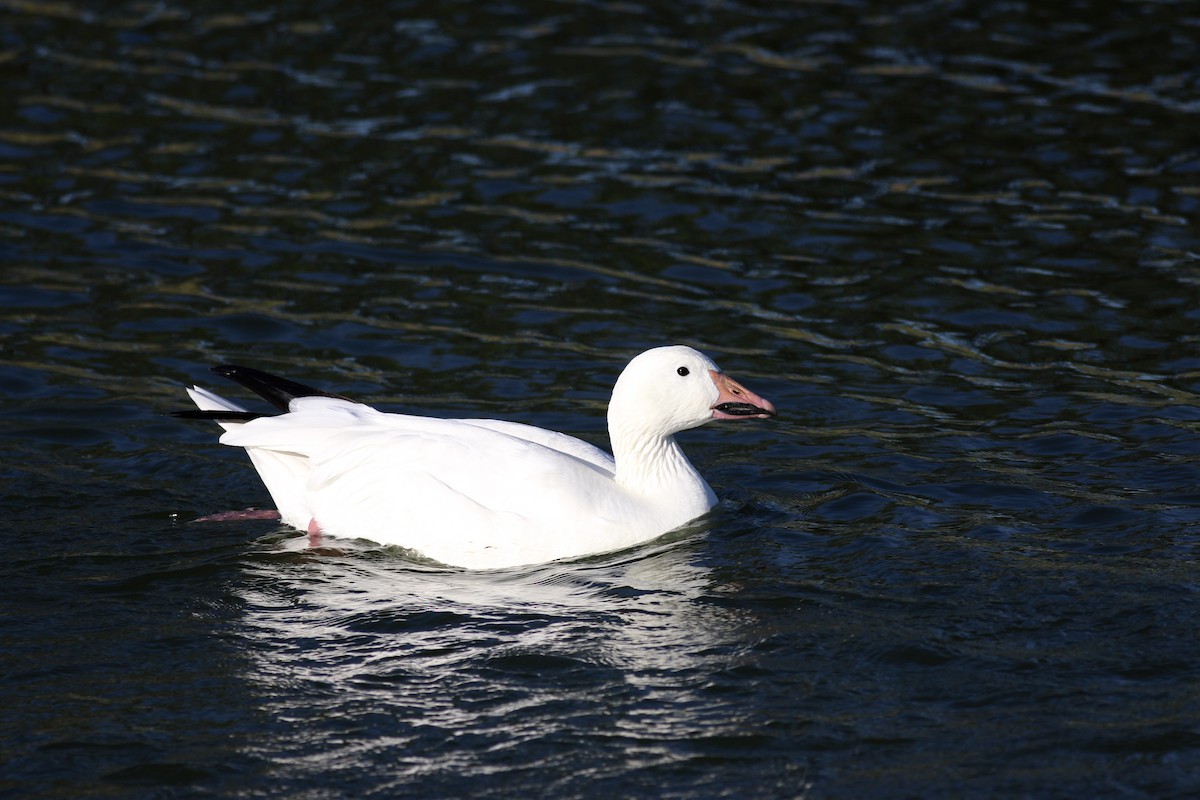 Snow Goose - ML167160101