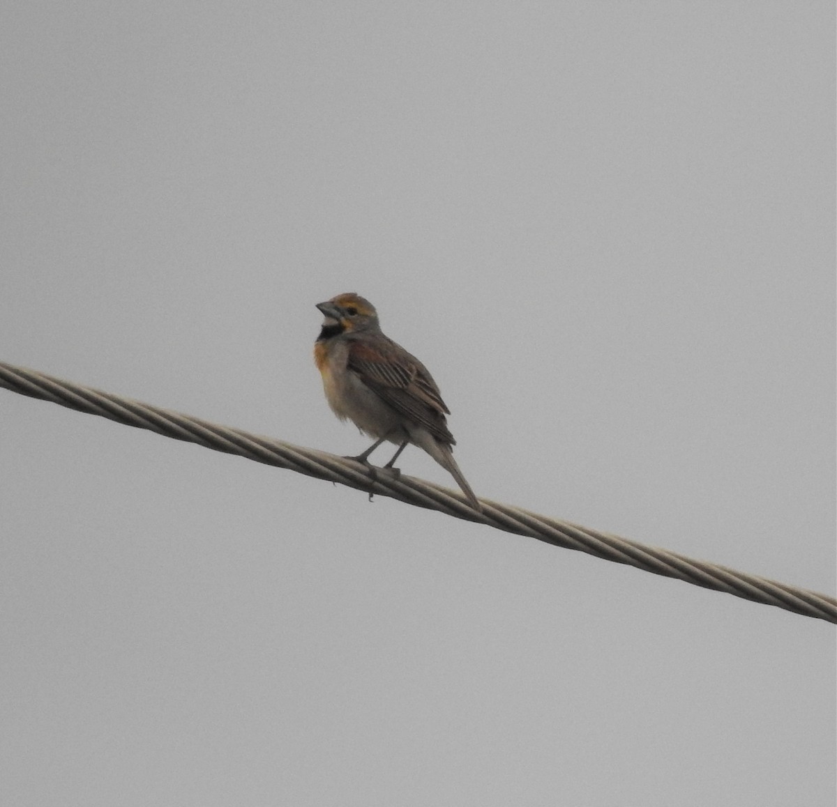 Dickcissel - ML167161481