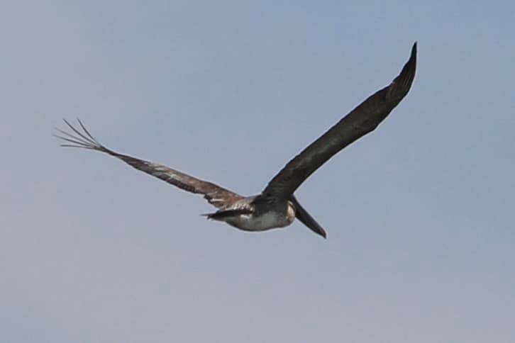 Brown Pelican - WNY Records