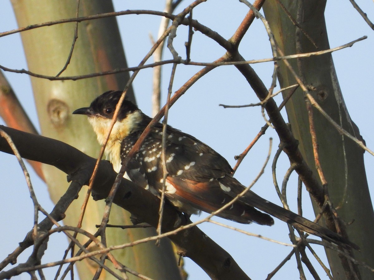 Great Spotted Cuckoo - Marcio Cachapela