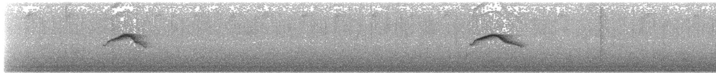 Kestane Karınlı Bülbül Tiranı - ML167164021