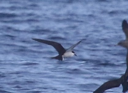 Sooty Tern - ML167167021