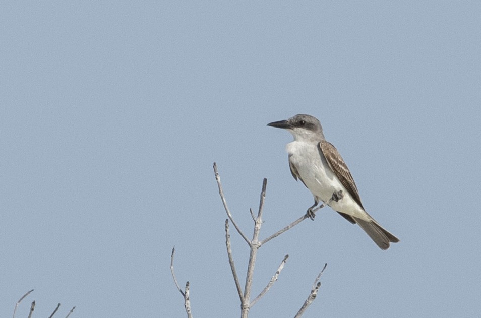 Gray Kingbird - barbara taylor