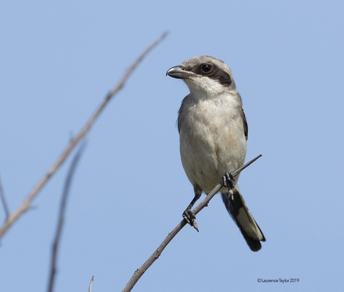 Pie-grièche migratrice - ML167167341