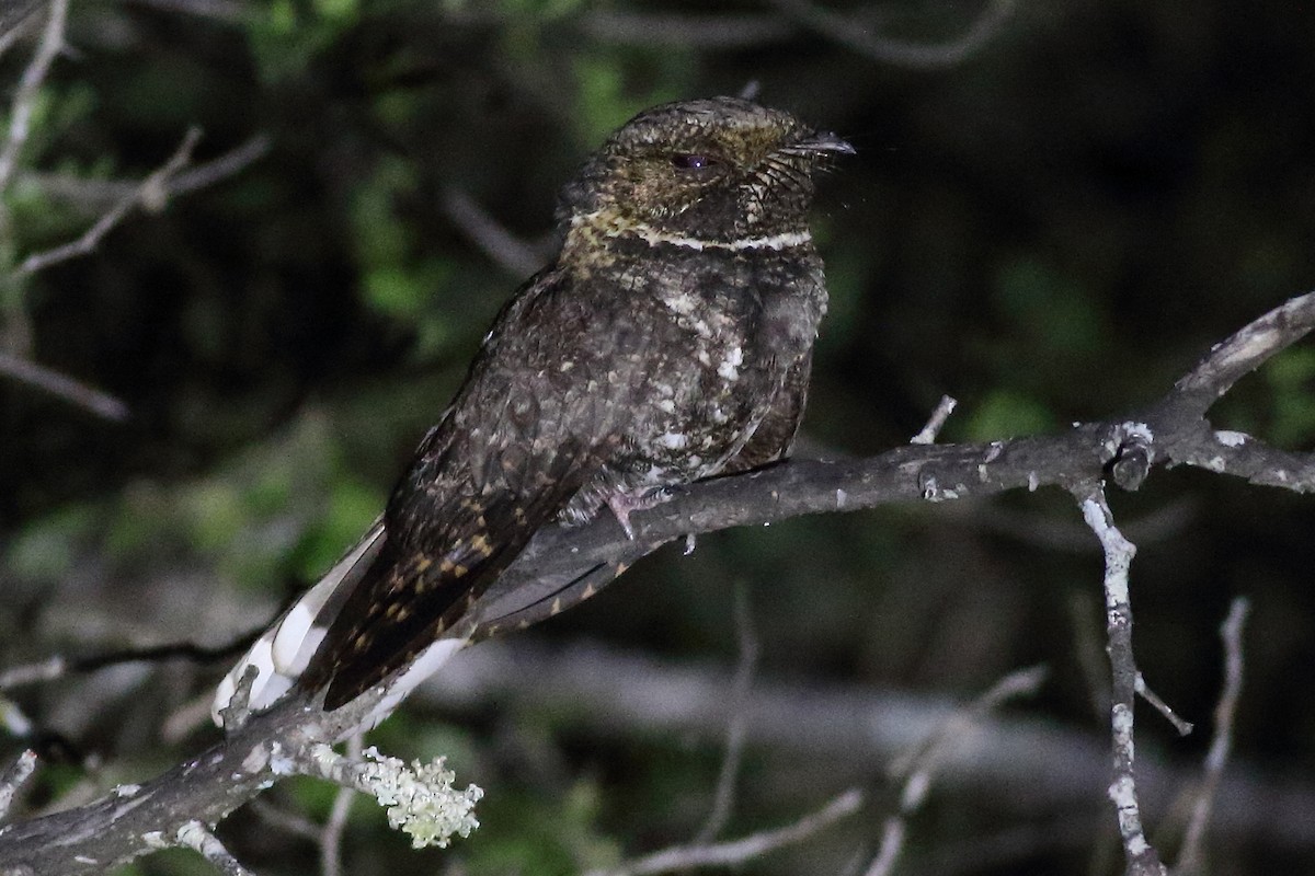 Tawny-collared Nightjar - ML167169881