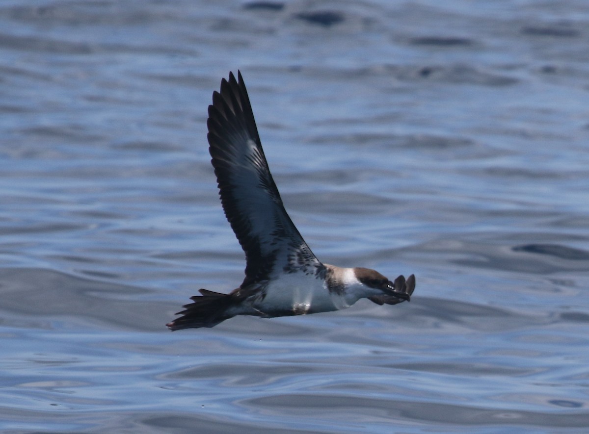 Great Shearwater - ML167170191