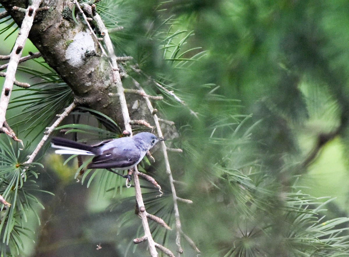 Blue-gray Gnatcatcher - ML167170321