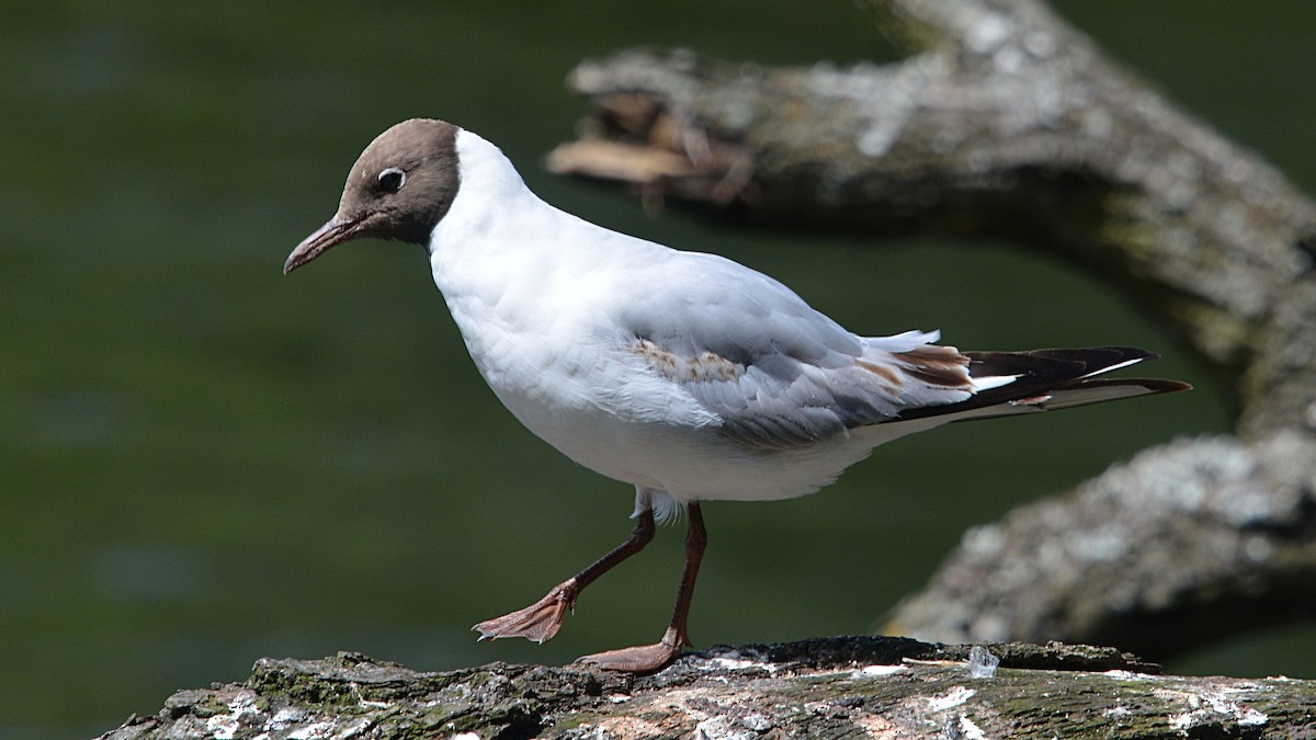 Mouette rieuse - ML167170971