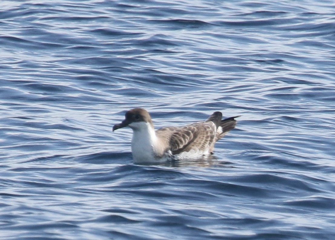 Great Shearwater - Bruce  Purdy