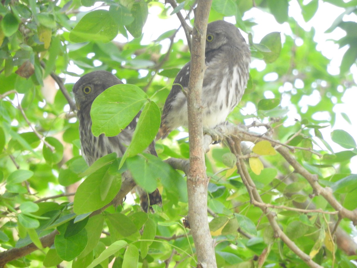 Ferruginous Pygmy-Owl - ML167174071