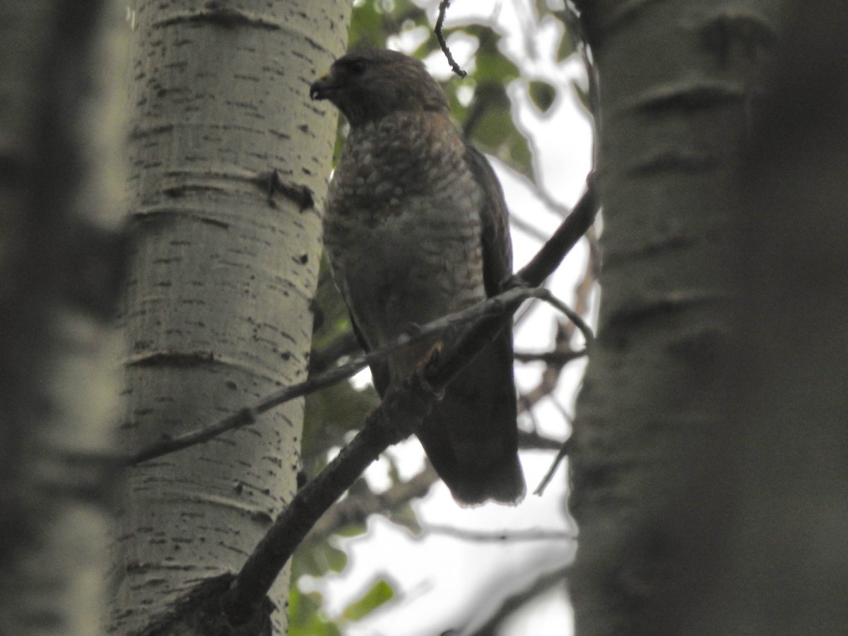 Broad-winged Hawk - ML167174851