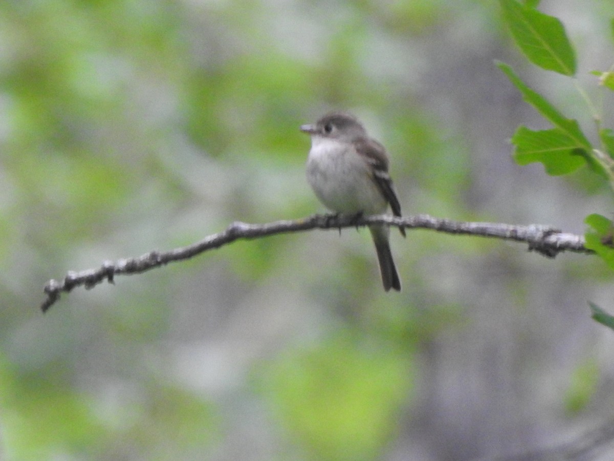 Least Flycatcher - ML167174931