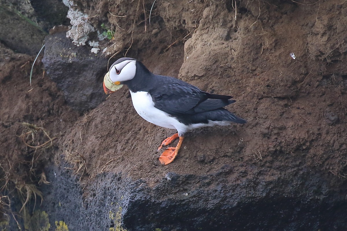 Horned Puffin - Doug Beach