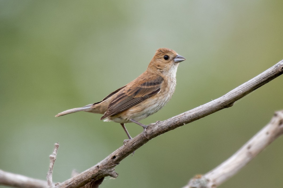 Indigo Bunting - Andrew Newmark