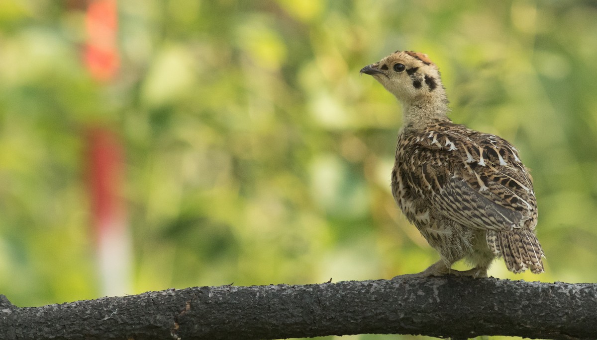 Spruce Grouse - ML167177941