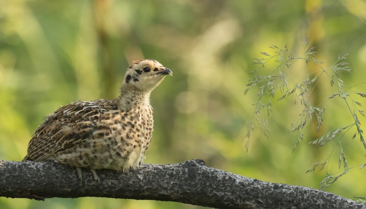 Spruce Grouse - ML167178531