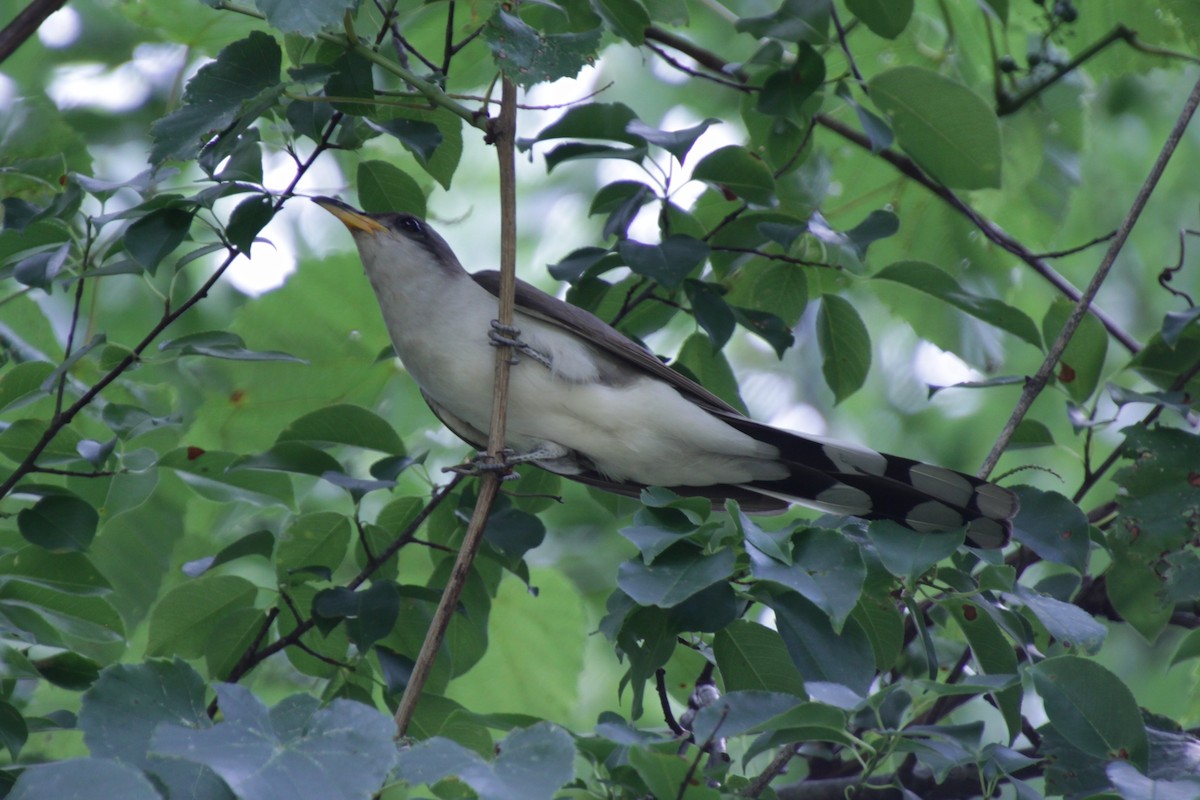 Yellow-billed Cuckoo - ML167181341