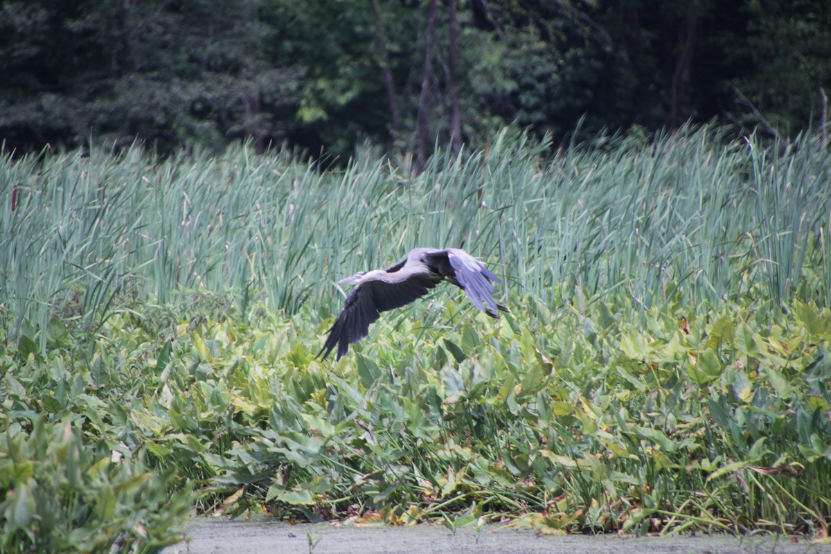 Great Blue Heron - ML167181371