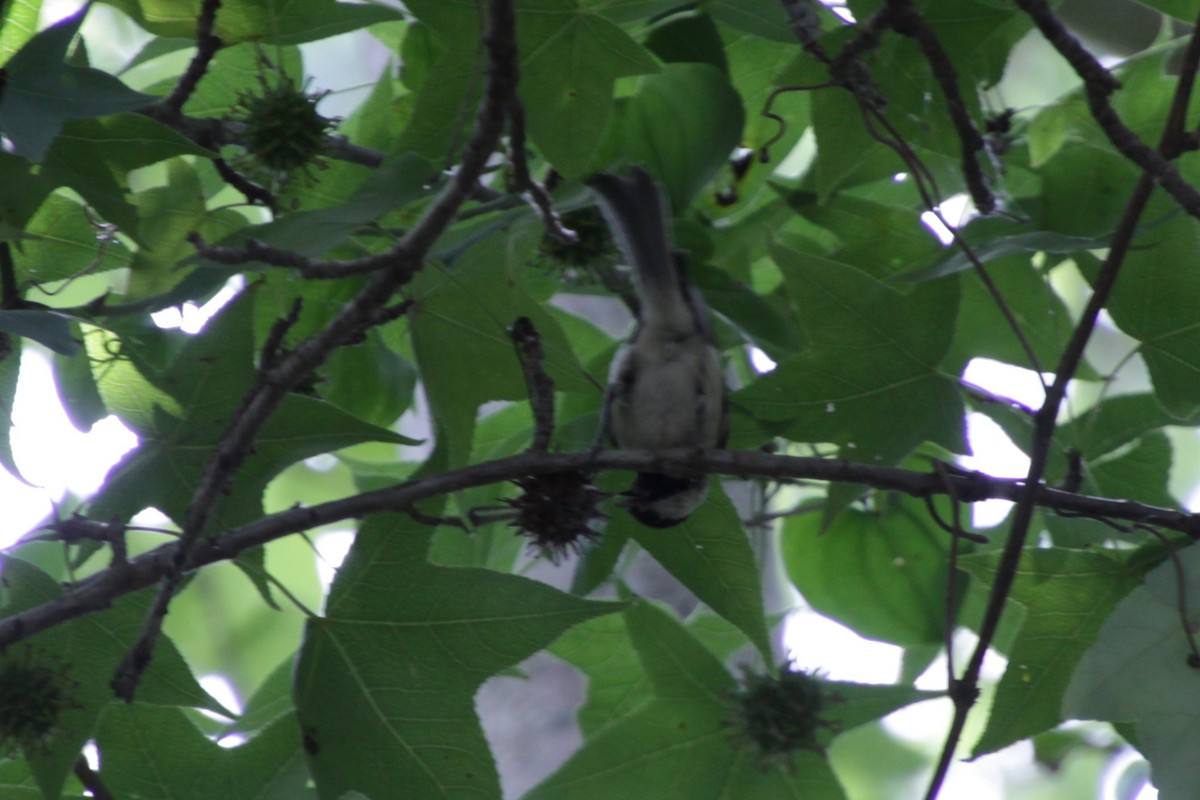 Carolina Chickadee - ML167181641