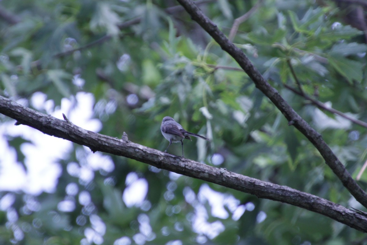 Blue-gray Gnatcatcher - ML167182001