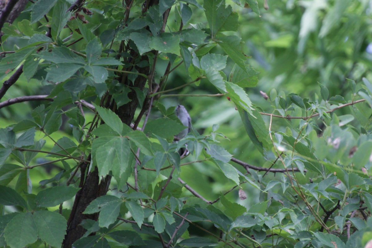 Blue-gray Gnatcatcher - Kathy Richardson